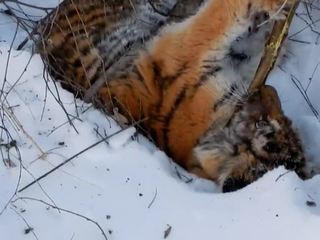 Двух погибших тигрят нашли у крыльца дома в Хабаровском крае