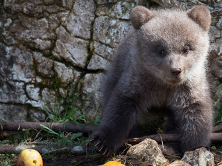 В Томске медвежонка поймали в городском парке