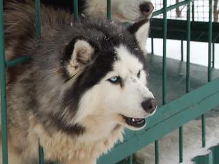 В Иркутской области местный житель героически спас уходящую под лед собаку