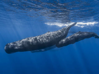 Кожа китов темнеет под воздействием солнечных лучей