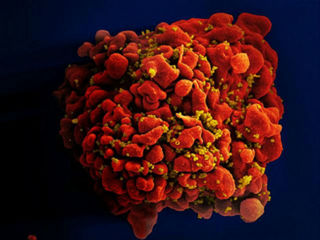 Антител нет, надежда есть? Исследована защитная функция T-клеток против COVID-19