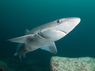 У берегов Владивостока дайвера окружила стая акул