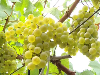 Урожай винограда в Краснодарском крае резко сократится из-за наводнений