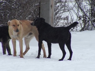 Бродячие собаки держат в страхе жителей иркутской деревни