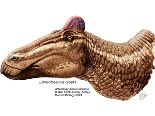 На голове динозавра впервые обнаружен мясистый кожный гребень
