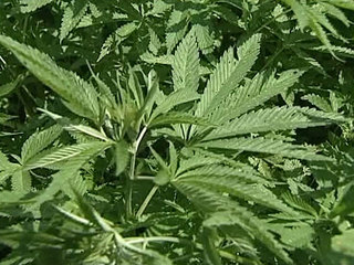 Рада отказалась легализовать марихуану