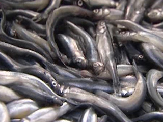 Эксперты выяснят причину заражения червями корюшки из Финского залива