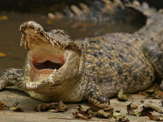 Крокодил убил купавшуюся девочку-подростка