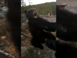 Спасенный из капкана медвежонок покусал лесника