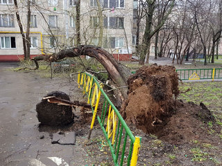 На мальчика упало дерево, он в крайне тяжелом состоянии