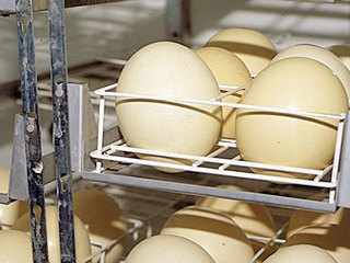 Больше половины россиян предпочитают отечественные товары
