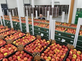 Рынок яблок в Польше рухнул из-за российского эмбарго