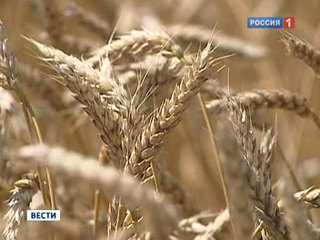 Россия поставила за рубеж 5,7 миллиона тонн зерна
