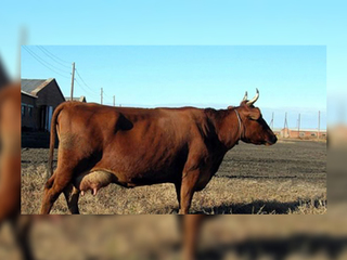 Жителей Тверской области терроризируют стадо коров и агрессивный бык