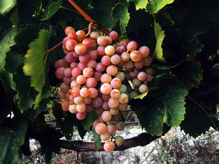 Повышенный коэффициент при вычете акциза на виноград могут продлить еще на 3 года