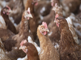 Россельхознадзор запретил ввоз птицеводческой продукции из трех регионов Чехии
