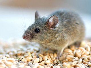 Пациентки роддома в Выксе пожаловались на мышей в палатах