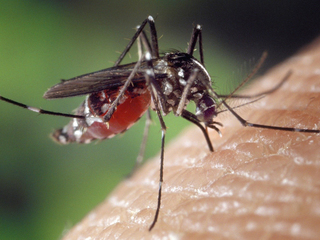 Смертельно опасный комар из рода кусак обнаружен в Турции