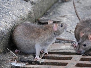 Полчища крыс атаковали центр Новосибирска