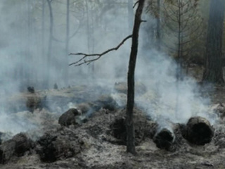 За сутки в России потушены 75 лесных пожаров