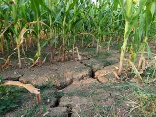 90 тысяч гектаров посевов на Алтае погибло от засухи