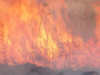 Лесные пожары в Приамурье: два крупных возгорания ликвидированы