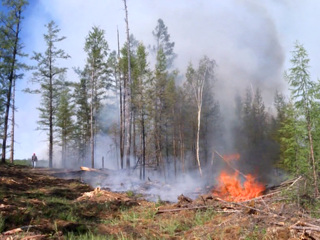 За сутки в России потушено 56 лесных пожаров