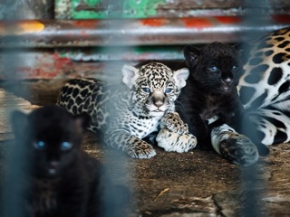 В липецком зоопарке увидели окрас детенышей ягуаров