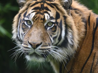 В честь дня тигра кошек барнаульского зоопарка угостят семгой и мясной вырезкой