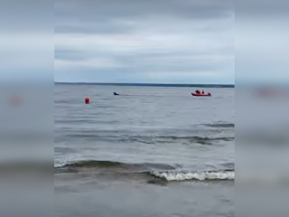 Спасатели вытащили изможденного лося, плывшего по Финскому заливу