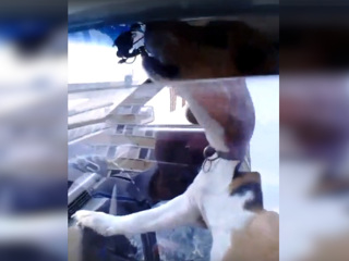 В Подмосковье собака села за руль и позвала хозяина при помощи клаксона. Видео
