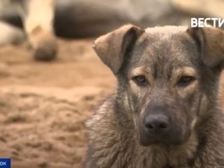 Собаки-киллеры: свора бродячих псов терроризирует целый микрорайон во Владивостоке