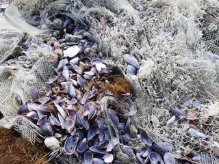 Мертвых моллюсков обнаружили в  бухте Воевода на Русском острове