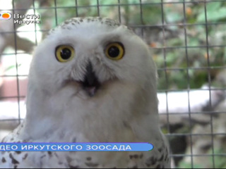 Самец полярной совы появился в Иркутском зоосаде
