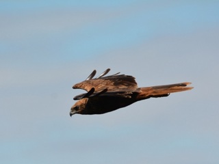 Грозный хищник. Величественную птицу-охотника заметили на Южном Урале ФОТО