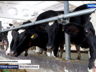 Нижегородские медики помогут аграриям региона в увеличении надоев
