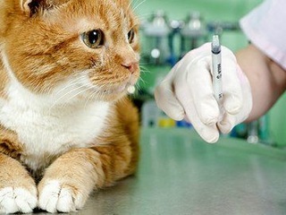 В России работают над вакциной от COVID-19 для кошек