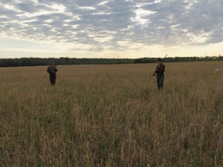 Охота на перепелов в Ростовской области открыта: количество птиц для добычи ограничили