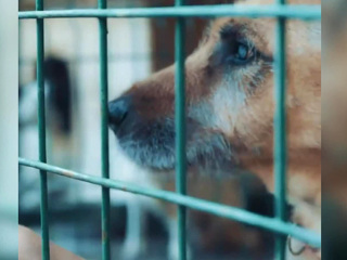Найти семью в Интернете: жительница Сочи приютила слепого пса Гомера