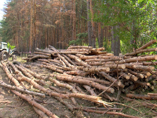Минус 5 тыс. деревьев. В Воронеже началась масштабная вырубка Северного леса