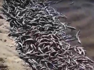 Прокуратура начала проверку после массовой гибели рыбы в реке Кубань