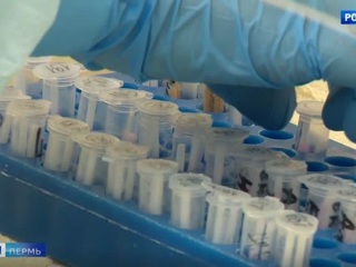 В Пермском крае выявлено 62 новых случая коронавируса
