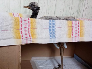 Новосибирские зоозащитники пытались спасти журавля с пневмонией