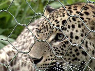 Свободу леопардам: в Сочи еще четыре хищника выпустили на волю