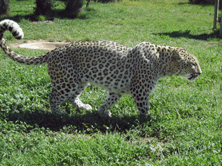 Предприниматель в Анапе незаконно содержал краснокнижного леопарда в передвижном зоопарке