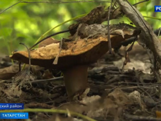 Минздрав опроверг информацию об отравившейся грибами семье в Татарстане