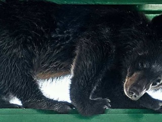 Медвежонок застрял в форточке, убегая от людей в подъезде