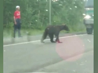 Устроившего пробку медведя застрелили на Камчатке