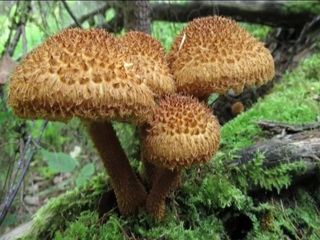 В национальном парке "Шушенский бор" обнаружили редкий гриб