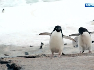 Мерзлота больше не вечная: пингвины бегут из Антарктиды